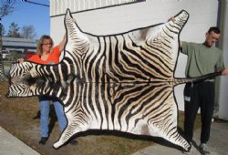 98 by 61 inches Real Burchelli Zebra Skin Rug With Black Felt Back <font color=red> Grade A</font> - $1,200 (Requires Signature Upon Delivery)