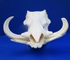 13 inches Authentic African Warthog Skull for Sale with 7 and 8 inches Tusks - Buy this one for $149.99
