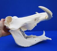 13 inches Authentic African Warthog Skull for Sale with 7 and 8 inches Tusks - Buy this one for $149.99