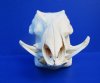 12 inches Real African Warthog Skull for Sale with 3 inches Tusks - Buy this one for $94.99