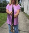 <font color=red> Polished</font> 26-3/4 inches Female African Eland Horn for Sale - By this one for $59.99 