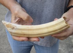 9 inches Semi-Curved Hippo Tusk, Hippo Ivory, 12 ounces, 5 inches Solid (CITES 300162) for $93.99