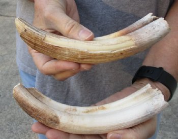 Two Semi-Curved Hippo Tusks, Hippo Ivory, 12 ounces, 3 to 4 inches solid (CITES 300162) for $119.99