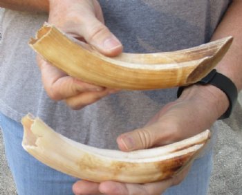 Two Semi-Curved Hippo Tusks, Hippo Ivory, 12 ounces, 3 to 4 inches solid (CITES 300162) for $119.99