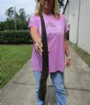 26-1/2 inches Natural Cow Horn for Taxidermy Crafts - Buy this one for $29.99