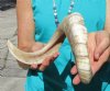 22-3/4 inches <font color=red>Polished</font> African Merino Ram, Sheep Horn for Sale - Buy this one for $32.99