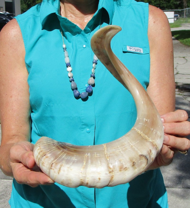 223/4 inches Polished African Merino Ram, Sheep Horn for Sale