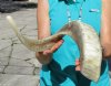 <font color=red> Polished</font> 23-3/4 inches African Merino Ram, Sheep Horn for Sale - Buy this one for $33.99 