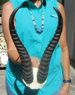 Male Springbok Horns 11-1/4 and 11-1/2 inches on Skull Plate, Cap  for $39.99