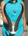 Male Springbok Horns 11-1/4 and 11-1/2 inches on Skull Plate, Cap  for $39.99