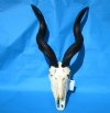 Authentic African Kudu Skull with 31 inches Horns for Sale <font color=red> Good Quality</font> - Buy this one for $224.99