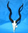 Authentic African Kudu Skull with 39 inches Horns for Sale <font color=red> Good Quality</font> - Buy this one for $249.99