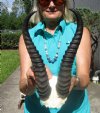 African Springbok Skull Plate, Cap with 11 inches Horns for $39.99