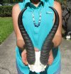 Springbok Skull Cap, Plate with 10-7/8 and 11-1/2 inches Horns for $39.99