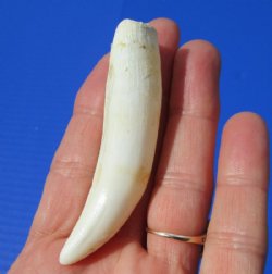 3 inches Large Alligator Tooth (has a gouge in it) from a Florida alligator. Buy this one for $19.99 <font color=red> *SALE* FREE SHIPPING*</font>