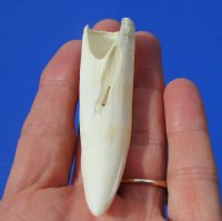 3 inches Large Alligator Tooth (has a gouge in it) from a Florida alligator. Buy this one for <font color=red>$19.99 </font> plus $5.00 First Class Mail