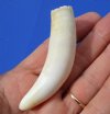 3 inches Florida Alligator Tooth for Sale - Buy this one for <font color=red> $19.99 </font> Plus $5.00 First Class Mail 