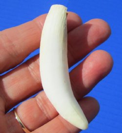 3 inches Genuine Florida Alligator Tooth for Sale, - Buy this one for $19.99  <font color=red> *SALE* FREE SHIPPING*</font>
