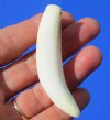 3 inches Genuine Florida Alligator Tooth for Sale, - Buy this one for <font color=red>$19.99</font> Plus $5.00 First Class Mail 