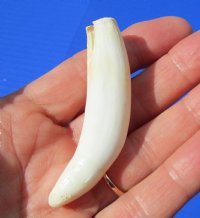 3 inches Genuine Florida Alligator Tooth for Sale, - Buy this one for <font color=red>$19.99</font> Plus $5.00 First Class Mail 