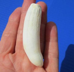 3 inches Alligator Tooth for Sale for making a necklace - Buy this one for <font color=red>$19.99</font>  Plus $5.00 First Class Mail