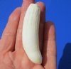 3 inches Alligator Tooth for Sale for making a necklace - Buy this one for <font color=red>$19.99</font>  Plus $5.00 First Class Mail