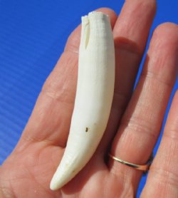 3 inches Large Alligator Tooth for Sale for making a necklace - Buy this one for <font color=red>$19.99 </font>  Plus $5.00 First Class Mail