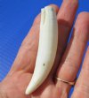 3 inches Large Alligator Tooth for Sale for making a necklace - Buy this one for <font color=red>$19.99 </font>  Plus $5.00 First Class Mail