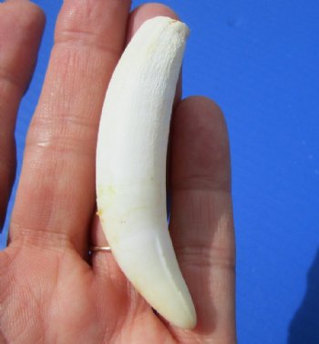 2-3/4 inches Medium Gator Tooth for Sale - $9.99 (Plus $5.00 First Class Mail)