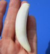 2-3/4 inches Medium Gator Tooth for Sale - $9.99 (Plus $5.00 First Class Mail)