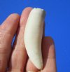 2-1/2 inches Medium Gator Tooth for Sale - Buy this one for<font color=red> $8.99 </font> Plus $5.00 First Class Mail