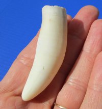 2-1/2 inches Medium Gator Tooth for Sale - Buy this one for<font color=red> $8.99 </font> Plus $5.00 First Class Mail