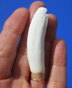 2-1/2 inches Medium Alligator Tooth - Buy this one for<font color=red> $8.99</font> Plus $5.00 First Class Mail