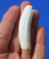 2-1/2 inches Medium Alligator Tooth - Buy this one for<font color=red> $8.99</font> Plus $5.00 First Class Mail