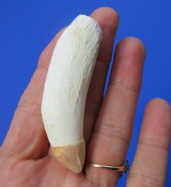 2-3/4 inches Medium Gator Tooth for Sale - Buy this one for <font color=red>$9.99 </font> Plus $5.00 First Class Mail