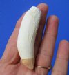 2-3/4 inches Medium Gator Tooth for Sale - Buy this one for <font color=red>$9.99 </font> Plus $5.00 First Class Mail