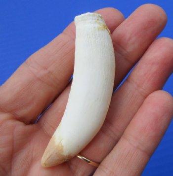 2-3/4 inches Authentic Medium Sized Alligator Tooth for Sale - <font color=red>$9.99 </font> Plus $5.00 First Class Mail