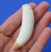 2-3/4 inches Authentic Medium Sized Alligator Tooth for Sale - <font color=red>$9.99 </font> Plus $5.00 First Class Mail