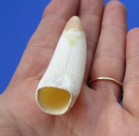 2-3/4 inches Authentic Medium Sized Alligator Tooth for Sale - <font color=red>$9.99 </font> Plus $5.00 First Class Mail