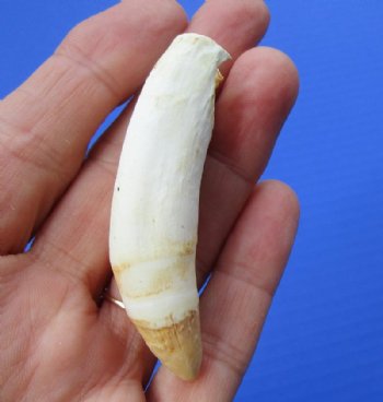 3 inches Large Alligator Tooth for Sale - Buy this one for <font color=red> $19.99 </font>Plus $5.00 First Class Mail