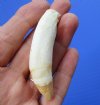 3 inches Large Alligator Tooth for Sale - Buy this one for <font color=red> $19.99 </font>Plus $5.00 First Class Mail