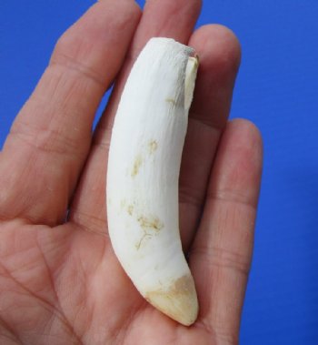 3 inches Large Alligator Tooth for Sale - Buy this one for <font color=red>$19.99 </font> plus $5.00 First Class Mail