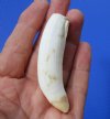 3 inches Large Alligator Tooth for Sale - Buy this one for <font color=red>$19.99 </font> plus $5.00 First Class Mail