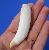 3 inches Large Alligator Tooth for Sale - Buy this one for <font color=red>$19.99 </font> plus $5.00 First Class Mail