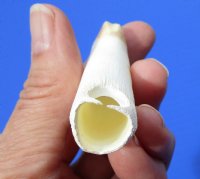 3 inches Large Alligator Tooth for Sale - Buy this one for $19.99 <font color=red> *SALE* FREE SHIPPING*</font>