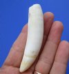 3 inches Authentic Florida Gator Tooth for Sale - Buy this one for <font color=red>$19.99</font> Plus $5.00 First Class Mail