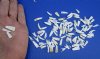 100 Tiny Florida Alligator Teeth for Sale in Bulk Under 3/4 inch - Buy these <font color=red> 100 @ .25 each</font> Plus $5.00 1st Class Postage
