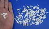 100 Tiny Florida Alligator Teeth Under 3/4 inch for .20 each Plus $5.00 Postage