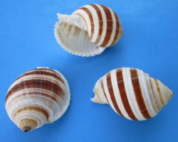4 inches Banded Tun Shells, Tonna Sulcosa Shells <font color=red> Wholesale</font> for large hermit crabs - Case: 120 @ $1.80 each