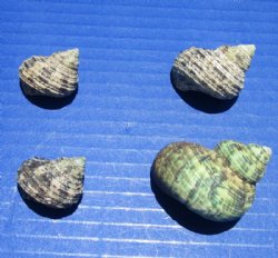 1 to 1-3/4 inches Turbo Bruneus Shells - Case of 20 kilos @ $4.50 a kilo